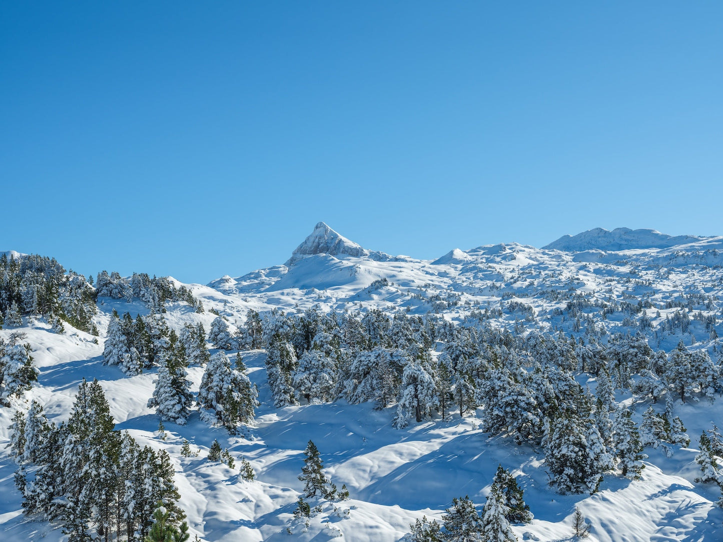 Le pic d'Anie et une multitude de sapins dont les branches sont recouvertes de neige, col de la Pierre Saint-Martin - Photo à télécharger