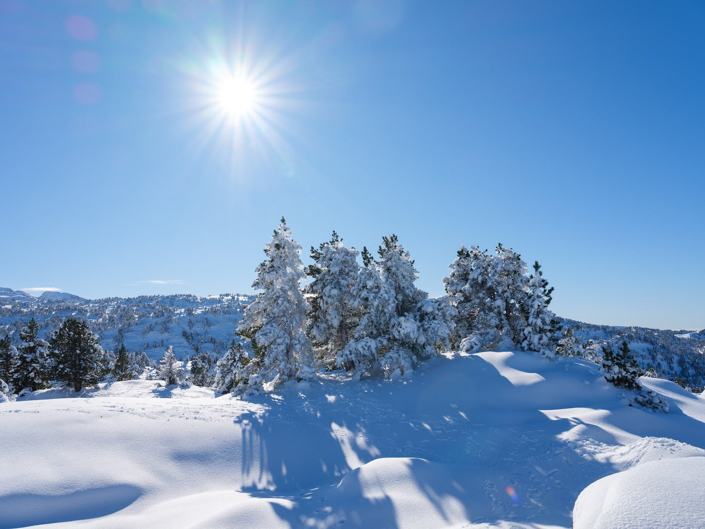 Col de la Pierre Saint-Martin, under the sun, fir trees whose branches are covered with snow, portrait format - Photo to download