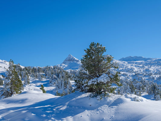 Le pic d'Anie se dévoile derrière un sapin  sous un superbe manteau neigeux, col de la Pierre Saint-Martin - Photo à télécharger