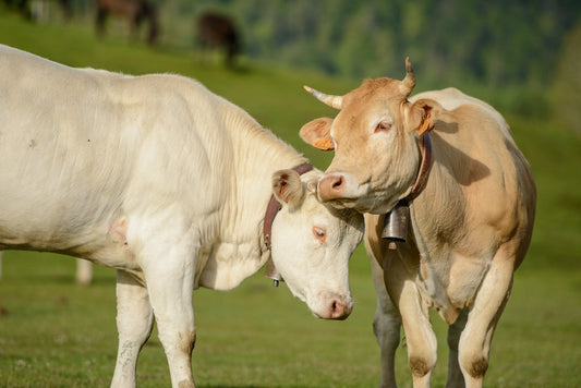 Dos vacas en los pastos juegan cabeza a cabeza en la suavidad de la primavera, foto para descargar