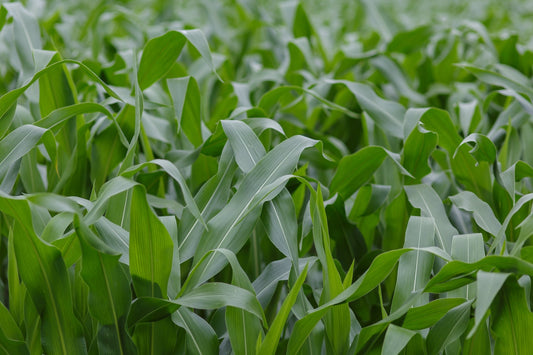 Photo of green corn leaves in a field in the Béarnaise countryside - Photo to download