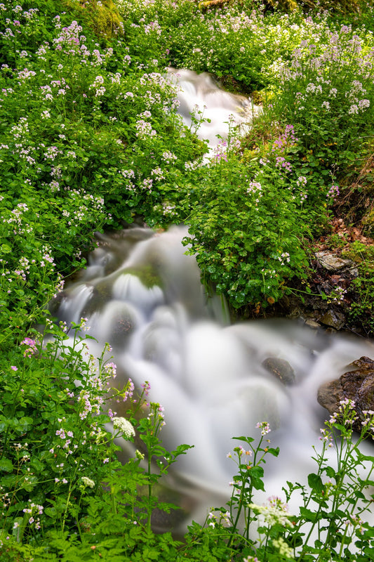 Mountain torrent in spring, the banks are covered with tall grass of a bright green and white and pink flowers