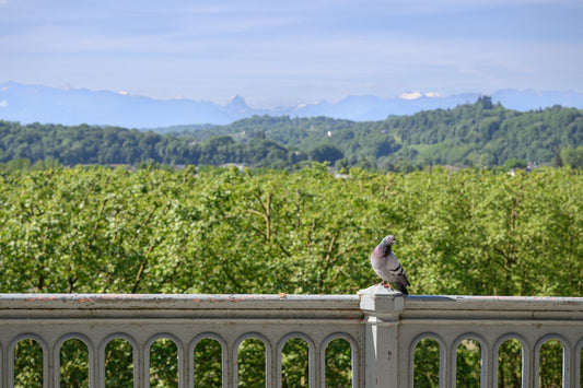 Boulevard des Pyrénées, un pigeon posé sur la balustrade  regarde le photographe