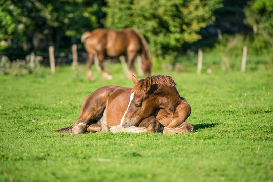 Un poulain dans les pâturages se repose au soleil, photo à télécharger