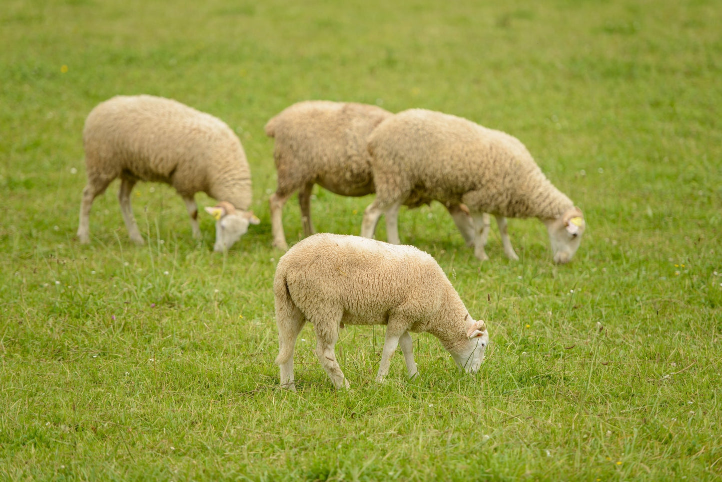 A flock of sheep in pastures graze on the rich grass