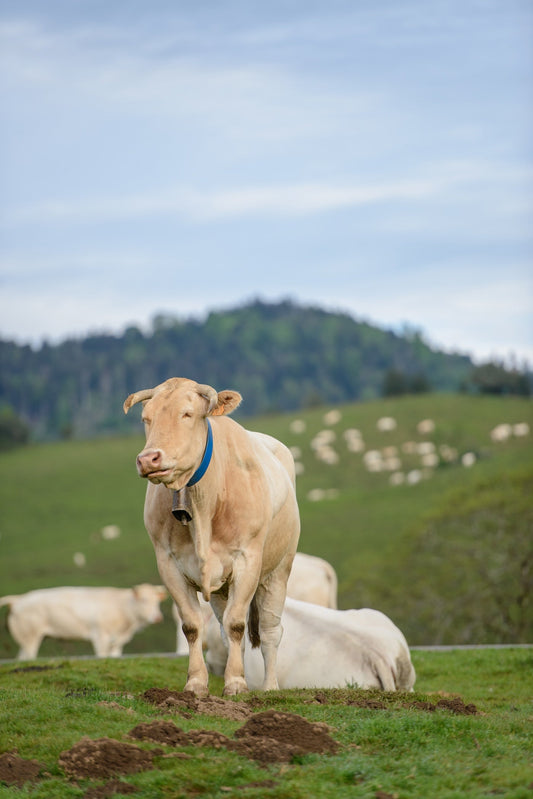 Una vaca en los pastos está rumiando, parece sonreír, foto para descargar