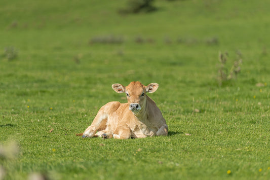 Un ternero en los pastos descansa al sol, foto para descargar